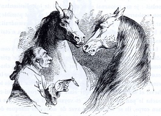 Swift horses